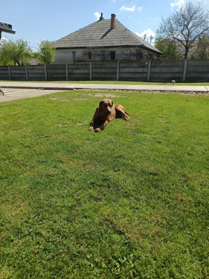 Donez  câine Talie mare  - imagine 2