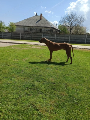 Donez  câine Talie mare  - imagine 3