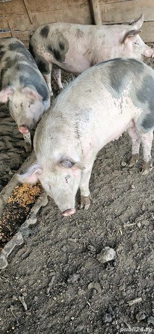 Porci de vanzare - imagine 2