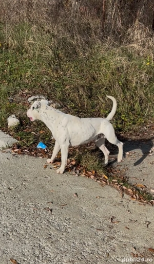 Dog argentinian  - imagine 6