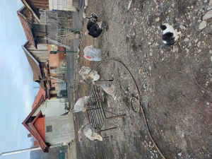 Curci și curcani de casă de vânzare