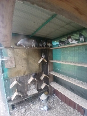 tipleri englez de vânzare 