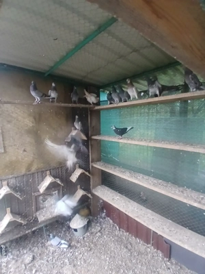 tipleri englez de vânzare  - imagine 3