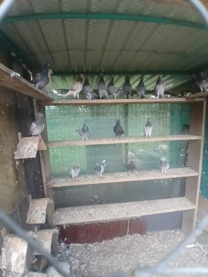 tipleri englez de vânzare  - imagine 4