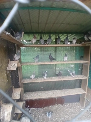 tipleri englez de vânzare  - imagine 5