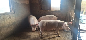 Porci de vanzare