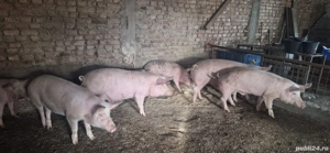 Porci de vanzare - imagine 2
