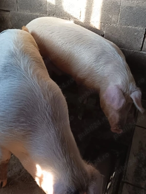 Porci de sacrificat - imagine 2