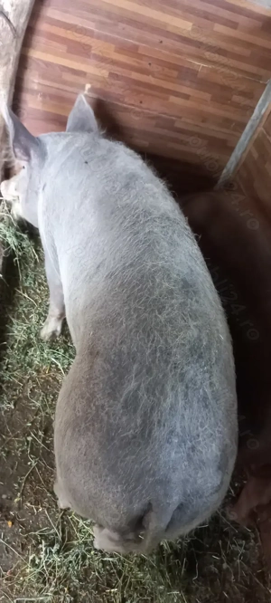 Vând Porci de Țară cu Greutate 90 -100 kg Preț 16 Lei   kg Turnu Măgurele - imagine 3