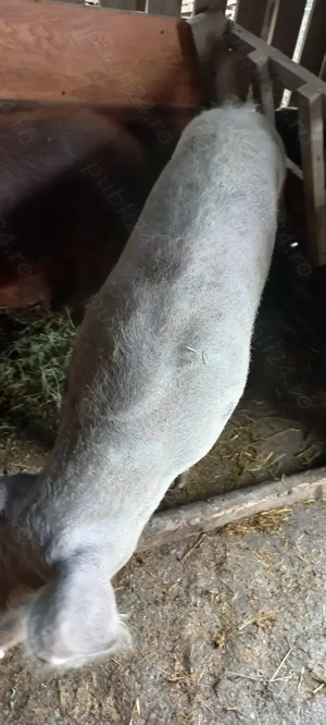 Vând Porci de Țară cu Greutate 90 -100 kg Preț 16 Lei   kg Turnu Măgurele - imagine 4
