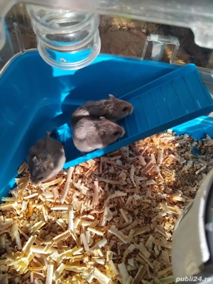 Animale de companie  - imagine 3