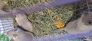 Animale de companie  - imagine 2