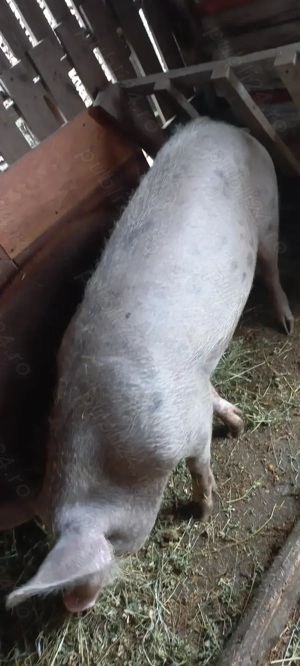 Vând Porci de Țară cu Greutate 90 -100 kg Preț 16 Lei   kg Turnu Măgurele - imagine 5