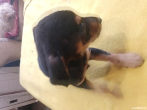 Căței de companie  - imagine 4