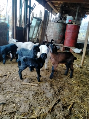 Ieduți AngloNubian de 4-5 săptămâni. - imagine 3