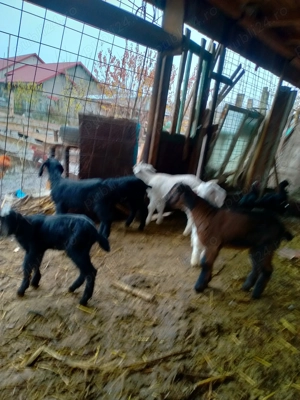 Ieduți AngloNubian de 4-5 săptămâni.