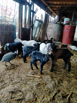 Ieduți AngloNubian de 4-5 săptămâni. - imagine 4