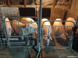 vand porci - imagine 4