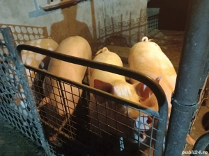 vand porci - imagine 2