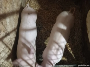 vand porci - imagine 3