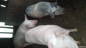 Porci de vânzare  - imagine 2