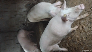 Porci de vânzare 