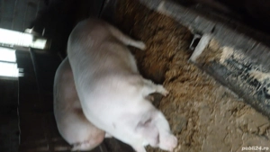 Porci de vânzare  - imagine 4