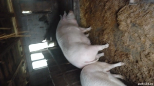 Porci de vânzare  - imagine 5