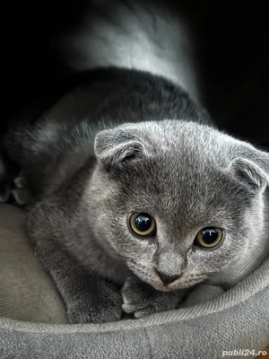 pisoiași de vânzare 