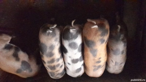 Porci de vanzare - imagine 4