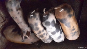 Porci de vanzare - imagine 3