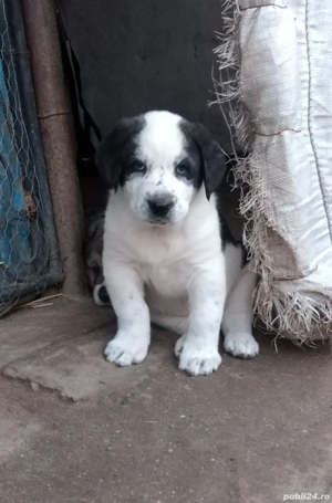 Căței Ciobanesc de Asia Centrala.  - imagine 2