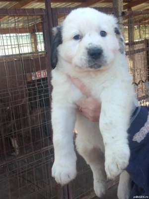 Căței Ciobanesc de Asia Centrala.  - imagine 3