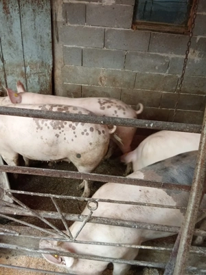 Vând porc 17 lei kg