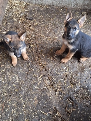 Căței de rasă Ciobănesc German - imagine 2