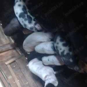 Porci de casa de vânzare  - imagine 3