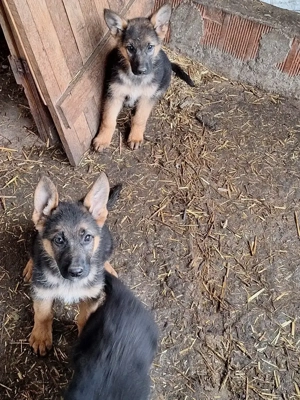 Căței de rasă Ciobănesc German - imagine 3