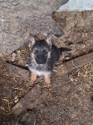 Căței de rasă Ciobănesc German - imagine 4