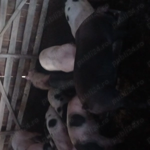 Porci de casa de vânzare  - imagine 5