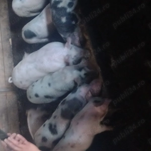 Porci de casa de vânzare 