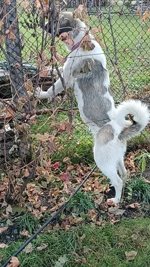 Cățelușă  de Ciobanesc  - imagine 3