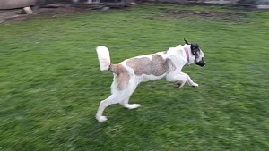 Cățelușă  de Ciobanesc  - imagine 4