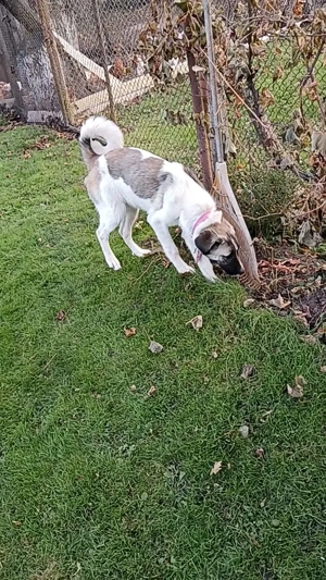 Cățelușă  de Ciobanesc  - imagine 2