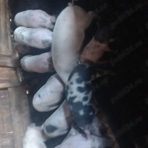 Porci de casa de vânzare  - imagine 4