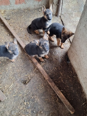 Căței de rasă Ciobănesc German - imagine 5