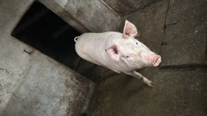 Vând porci marele alb - imagine 2