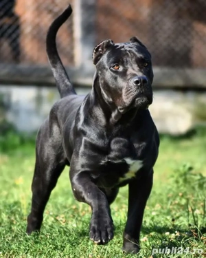 Presa canario  - imagine 3