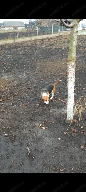 De vânzare cățelușă beagle  - imagine 5