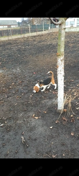 De vânzare cățelușă beagle  - imagine 4