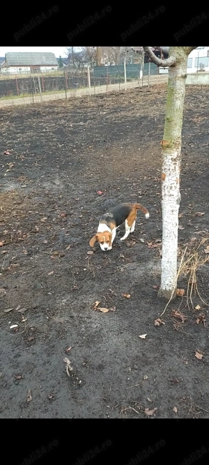 De vânzare cățelușă beagle  - imagine 3